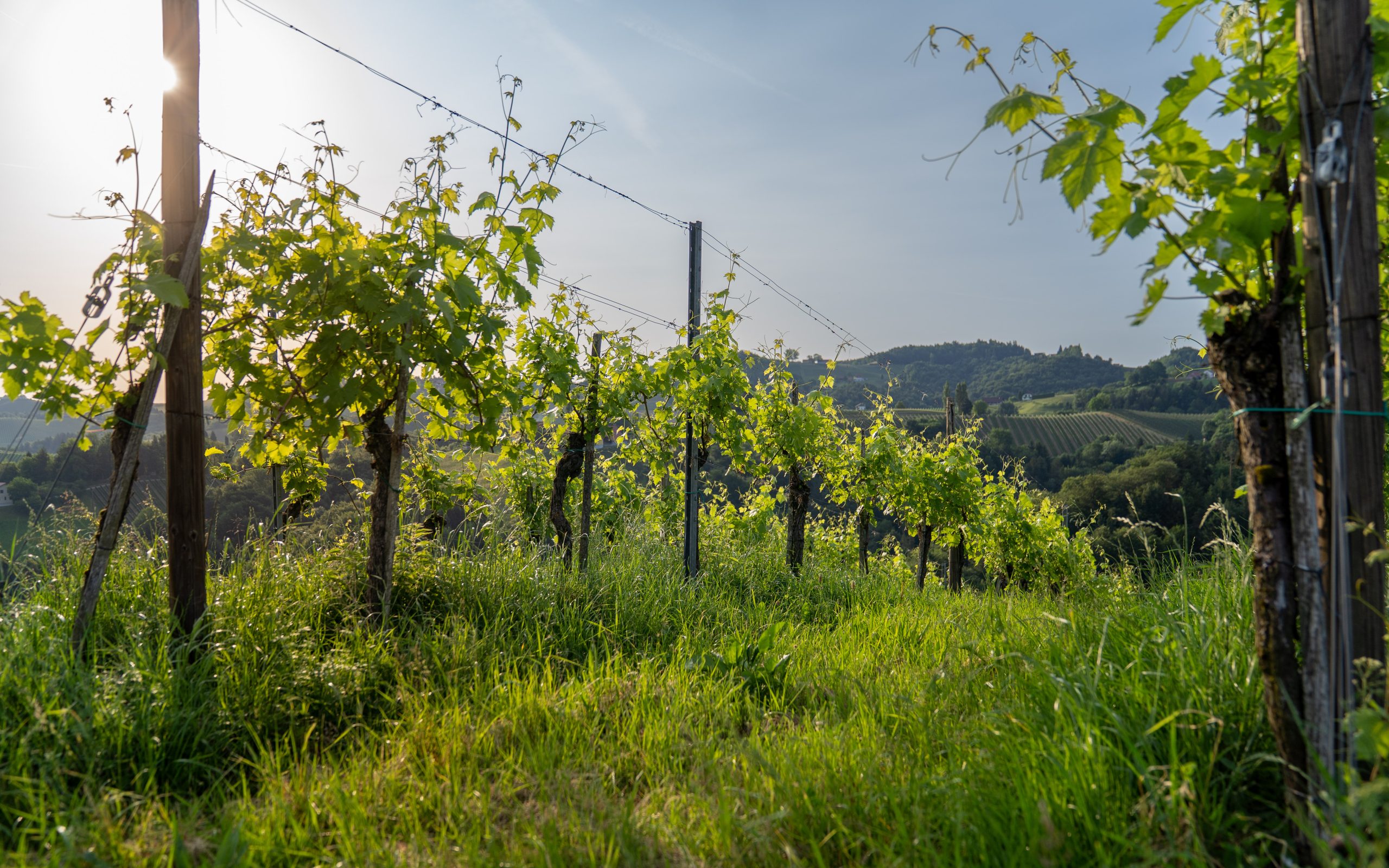 Birnstingl_Weinreben Morgen